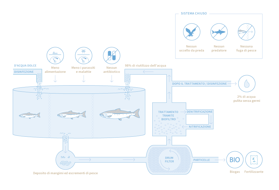 lachs life IT - SWISS LACHS Alpiner Lachs