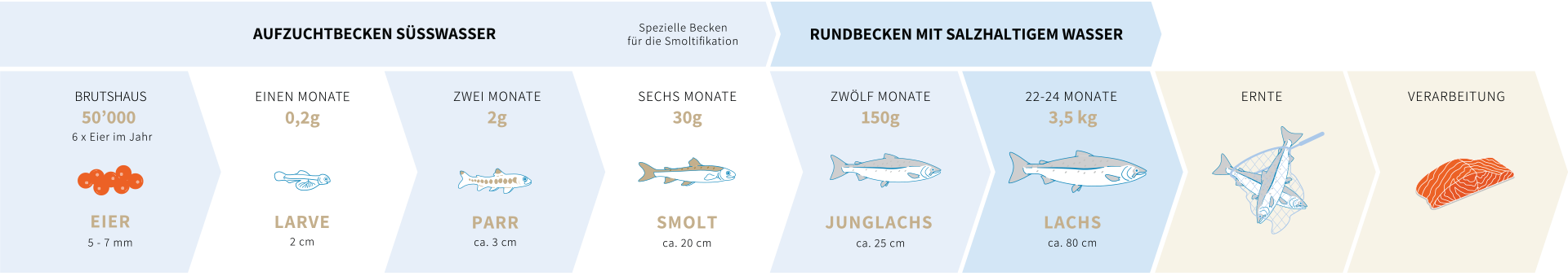 lachs life process DE - SWISS LACHS Alpiner Lachs