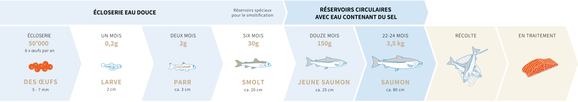 lachs life process FR - SWISS LACHS Alpiner Lachs