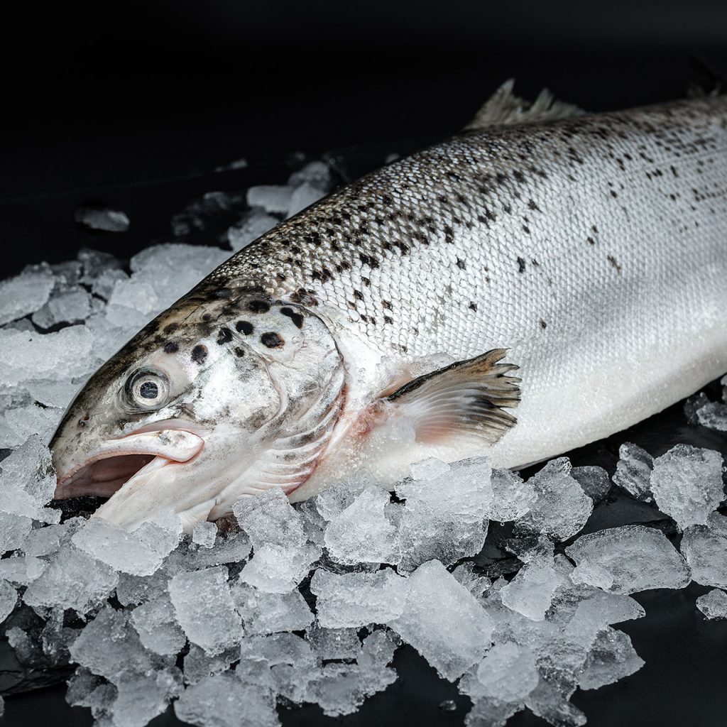 Salmone fresco SWISS LACHS