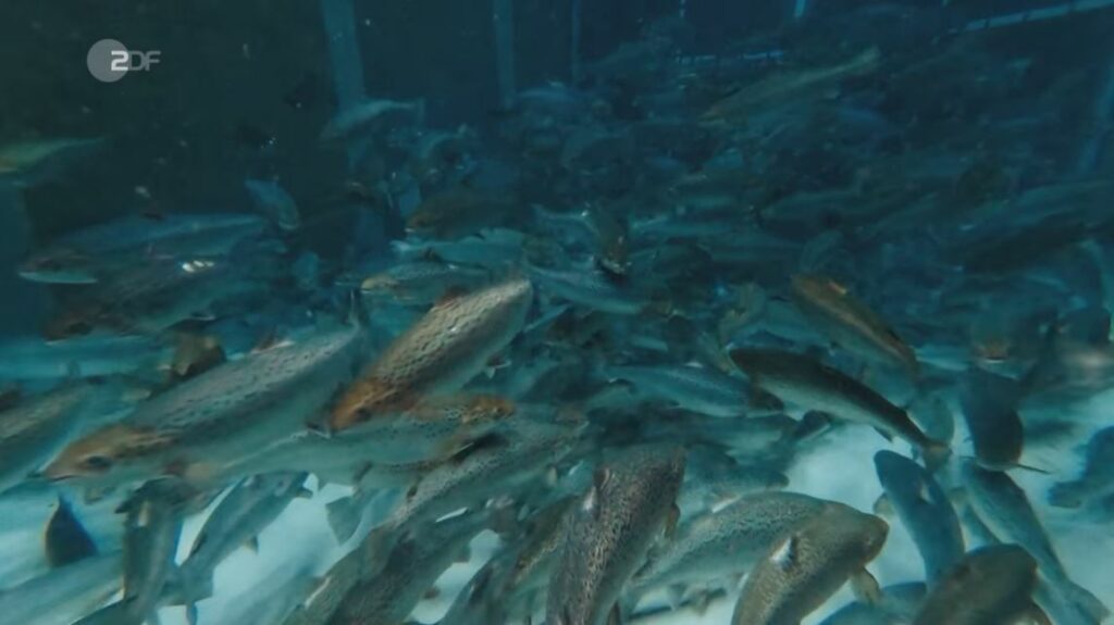 ein blick in unser fischbecken aus der sendung - SWISS LACHS Alpiner Lachs